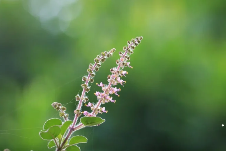 Tulsi Sacred Legacy in Hinduism